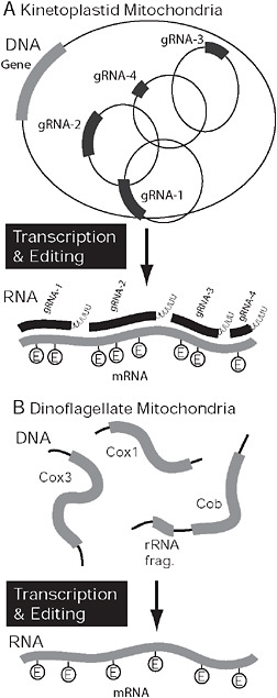 FIGURE 4.4 Covergent organization and processing in kinetoplastid and dinoflagellate mitochondria. (A) In kinetoplastids the genome is composed of maxi- and minicircles. mRNAs expressed from maxicircles (gray) require extensive RNA editing, specifically the insertion and deletion of uridine residues. The process is mediated by several mutiprotein complexes, but the information comes from small gRNAs (black), that are encoded on minicircles. In dinoflagellates, the genome is also fragmented but into multiple potentially linear pieces encoding 1 or more genes or gene fragments. Only 3 genes are encoded in the genome (cox1, cox3, and cob), and mRNAs are subject to extensive RNA editing. In this case, however, bases are substituted rather than inserted or deleted.