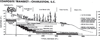 Composite wetlands transect for Charleston illustrating the approximate percentage occurrence and modal elevation for key indicator species or habitats based on results of 12 surveyed transects. Minor species have been omitted. Elevations are with respect to 1929 NGVD (National Geodetic Vertical Datum), which is about 15 centimeters lower than current sea level. Current tidal ranges are shown at right. SOURCE: Titus (1988).