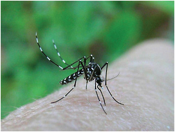 FIGURE 3-3 Ae. albopictus, the Asian tiger mosquito. In less than 30 years, this species—native to Asia from northern China, Korea, and Japan to the tropics—has become established, often common, in many countries in North and South America, Europe, Africa, and the Middle East. In 2006-2007, it was responsible for major epidemics of chikungunya virus on islands in the Indian Ocean, and for a small outbreak in Northern Italy. The principal “vector” for the mosquito has been a global trade in used tires.