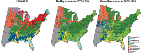 FIGURE 9.1 Potential changes in the geographic ranges of the dominant forest types in the eastern United States under projections of future climate change, based on the Hadley and Canadian climate models and a forest-type distribution model. Many forest types shift their ranges northward. Some types of forests, such as the loblolly-shortleaf pine in the Southeast (dark blue) or the maple-beech-birch forest type (red), shrink in area significantly or migrate to areas to the north and west. Oak-hickory (dark green) and oak-pine (light green) forest types expand their ranges. SOURCE: USGCRP (2001).