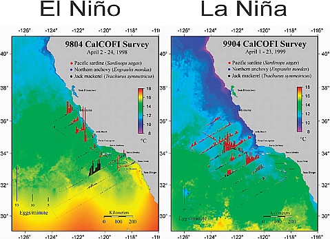 An example of the type of climate information that could be valuable to a fisheries manager. This figure illustrates fish egg distributions from state-federal California Cooperative Oceanic Fisheries Investigations cruises in 1998 (an El Niño year) and 1999 (a La Niña year) layered over sea surface temperature satellite imagery. SOURCE: Rich Charter, NMFS/SWFS.