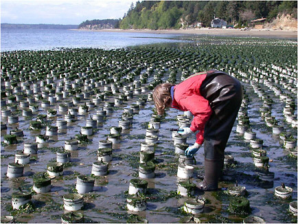FIGURE 4.1. Arrays of geoduck culture tubes in 2004 in Case Inlet, Washington (used with permission from Jennifer Ruesink, University of Washington).
