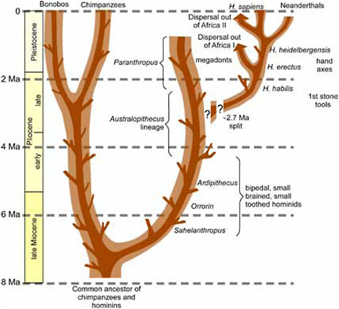 FIGURE 2.1 Highly simplified summary of hominin evolution over the past 8 Ma—the numerous terminating “twigs” schematically illustrate evolutionary “dead-ends.”