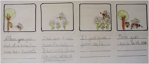FIGURE 2.2 A dance of the bees. An elementary student’s four-panel drawing modeling a complex sequence—the process bees use to communicate the location of a viable source of nectar. SOURCE: Joshua Danish, Indiana University.