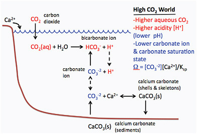 FIGURE 4.26 Schematic indicating the effects on seawater carbonate chemistry due to the uptake of excess carbon dioxide (CO2) from the atmosphere. Ocean acidification causes increases in some chemical species (red) and decreases in other species (blue). Ocean acidification also causes a reduction in pH (pH = –log10[H+]) and the saturation states, Ω, of calcium carbonate minerals in shells and skeletons of planktonic and benthic organisms and in carbonate sediments. On millennial and longer time scales, ocean pH perturbations are buffered by external inputs of alkalinity, denoted by calcium ions (Ca2+) and changes in the net burial rate of carbonate sediments.