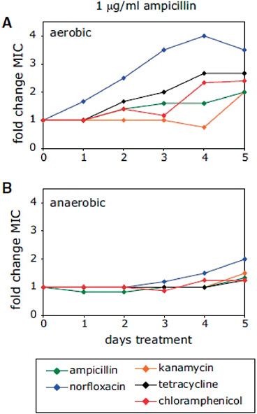 FIGURE A3-2 Low levels of bactericidal antibiotics can lead to broad-spectrum increases in MIC due to ROS-mediated mutagenesis. (A and B) Fold change in MIC relative to an aerobic no-drug control for ampicillin, norfloxacin, kanamycin, tetracycline, and chloramphenicol, following 5 days of growth in the presence of 1 μg/ml ampicillin under aerobic (A) or anaerobic (B) growth conditions. See also Figure A3-S1.