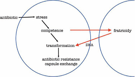 FIGURE A4-2 Antibiotic promotes evolution of resistance in S. pneumoniae. The presence of an antibiotic generates a bacterial stress responsible for competence. The competence state induces transformation and fratricidy in which both can lead to antibiotic resistance and capsular switch.