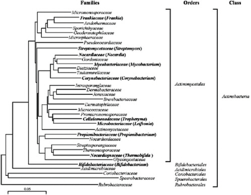 FIGURE A5-1 Phylogenetic tree of actinobacteria based on 1,500 nucleotides of 16S rRNA. Scale bar, 5 nucleotides. Families containing members subjected to complete genome sequencing at the time of this writing are depicted in bold. Orders are indicated.