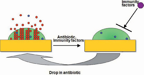 FIGURE A11-3 A model of a relapsing biofilm infection. Regular cells (red) and persisters (blue) form in the biofilm and are shed off into surrounding tissue and bloodstream. Antibiotics kill regular cells, and the immune system eliminates escaping persisters. The matrix protects persisters from the immune system, and when the concentration of the antibiotic drops, they repopulate the biofilm, causing a relapse.