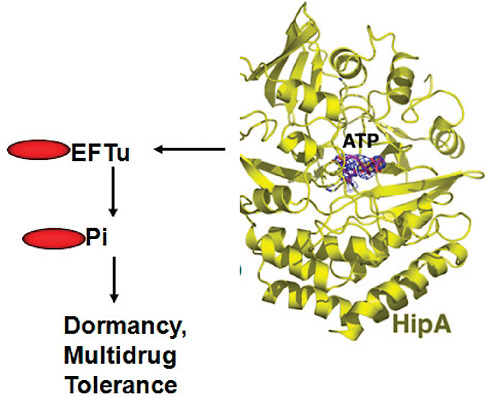 FIGURE A11-6 The HipA toxin causes dormancy in E. coli by phosphorylating elongation factor Tu, which inhibits protein synthesis. ATP, adenosine triphosphate.