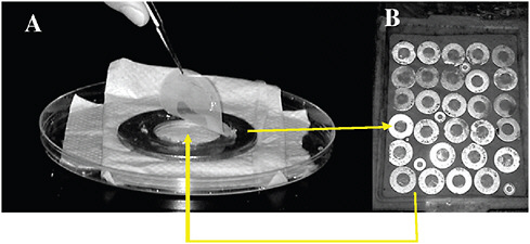 FIGURE A11-9 A diffusion chamber for growing bacteria in situ. A sample from marine sediment is diluted, mixed with agar, and sandwiched between the two semipermeable membranes of the diffusion chamber, which is returned to the environment.