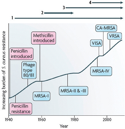 FIGURE A2-1 The four waves of antibiotic resistance in Staphylococcus aureus. Wave 1 (indicated above the graph), which continues today, began shortly after the introduction of penicillin into clinical practice in the 1940s. The first pandemic antibiotic-resistant strains, from the lineage known as phage type 80/81, were penicillin-resistant and produced Panton-Valentine leukocidin (PVL). Wave 2 began almost immediately following the introduction of methicillin into clinical practice with the isolation of the first MRSA strain (an archaic clone), which contained staphylococcal chromosome cassette mecl (SCCmecl) (indicated on the graph as MRSA-I); this wave extended into the 1970s in the form of the Iberian clone. Wave 3 began in the mid to late 1970s with the new emergence of MRSA strains that contained the new SCCmec allotypes, SCCmecll and SCCmeclll (MRSA-II and MRSA-III), marking the ongoing worldwide pandemic of MRSA in hospitals and health care facilities. The increase in vancomycin use for the treatment of MRSA infections eventually led to the emergence of vancomycin-intermediate S. auereus (VISA) strains. Wave 4, which began in the mid to late 1990s, marks the emergence of MRSA strains in the community. Community-associated MRSA (CA-MRSA) strains were susceptible to most antibiotics other than β-lactams, were unrelated to hospital strains and contained a new, smaller, more mobile SCCmec allotype, SCCmecIV (MRSA-IV) and various virulence factors, including PVL. Vancomycin-resistant S. aureus (VRSA) strains, ten or so of which have been isolated exclusively in health care settings, were first identified in 2002.