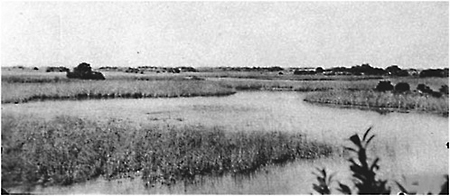 FIGURE 6-7 Ridge and slough topography in the upper reaches of Shark River Slough, about 1915.