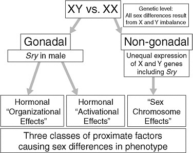 FIGURE 2-1 The unified model of sex differentiation.