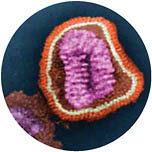 An electron micrograph of an influenza virus particle, showing details of its structure.