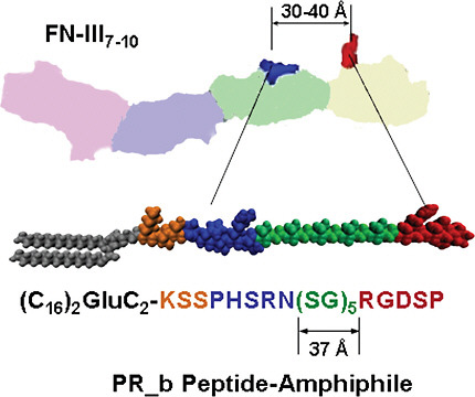 FIGURE 2 The four repeats of the fibronectin (FN) fragment III7–10 are shown: far left repeat for III7 to far right for III10. The synergy site PHSRN is in the III9 repeat. The GRGDS is in the III10. The schematic drawing of the PR_b peptide-amphiphile shows the four building blocks of the peptide headgroup: a KSS spacer, the PHSRN synergy site, a (SG)5 linker, and the RGDSP binding site. When the PR_b peptide-amphiphile is used for the preparation of functionalized liposomes, the hydrophobic tail is part of the membrane, and the peptide headgroup is exposed at the interface. Color figure available online at http://www.nap.edu/catalog.php?record_id=13043.