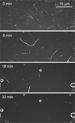 FIGURE 2 Biotin-functionalized microtubules rendered “sticky” by a partial coating of streptavidin self-assemble into nanowires and ultimately into nanospools.