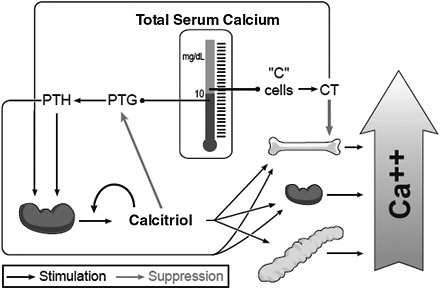 FIGURE 2-1 Endocrine feedback system that maintains serum calcium levels: Involvement of vitamin D and parathyroid hormone (PTH).
