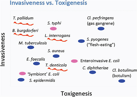 FIGURE 6-1 The relationship between invasiveness and toxigenesis.