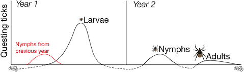 FIGURE 2-2 In its 2-year life cycle, the black-legged tick develops from egg to adult, taking a single blood meal at each stage in its development.