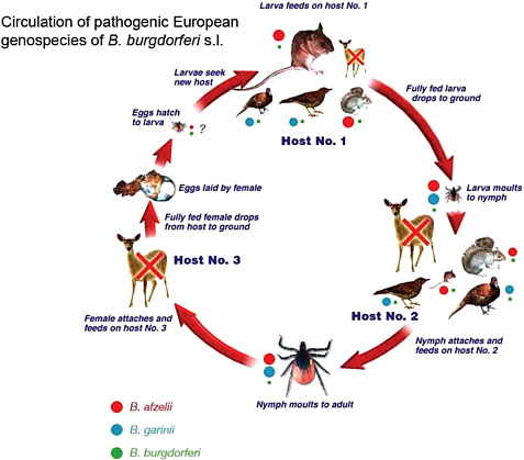 FIGURE A7-2 Ixodes ricinus lifecycle Courtesy of Professor J Gray and Mr B Kaye and taken with permission from the EUCALB website. http://meduni09.edis.at/eucalb/cms/index.php?option=com_content&task=view&id=53&Itemid=84. The relative size of the animals approximates their significance as hosts for the different tick life-cycle stages in a typical woodland habitat.