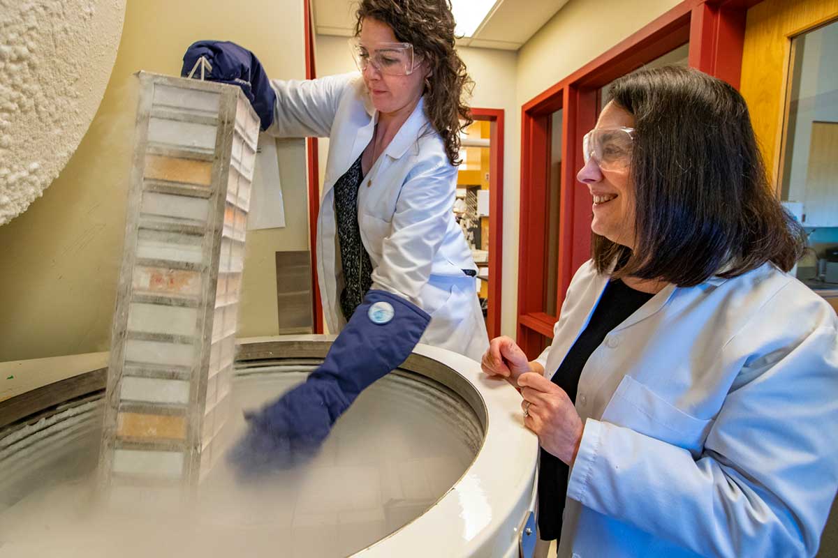 Arlene Sharpe looks on as
a graduate student pulls
samples of cancer cell lines
from mice out of a freezer
in Sharpe’s lab at the
Harvard Medical School.