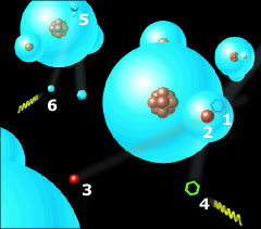 An electron-antineutrino (1) bangs into the single proton that is the nucleus of the hydrogen atom (2), yielding a neutron (3) and a positron (4) that emits a flash of light. At top left, an electron neutrino (5) nicks an oxygen atom and knocks loose an electron (6) with enough force to produce light. The light flashes are picked up by sensors deep beneath Earth's surface.