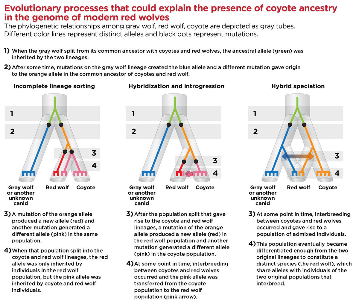 Figure 1. Evolutionary processes that could explain the presence of coyote ancestry in the genome of modern red wolves. The phylogenetic relationships of three species (gray wolf, red wolf and coyote) are depicted as black tubes. Different color lines represent distinct alleles and black marks represent mutations.